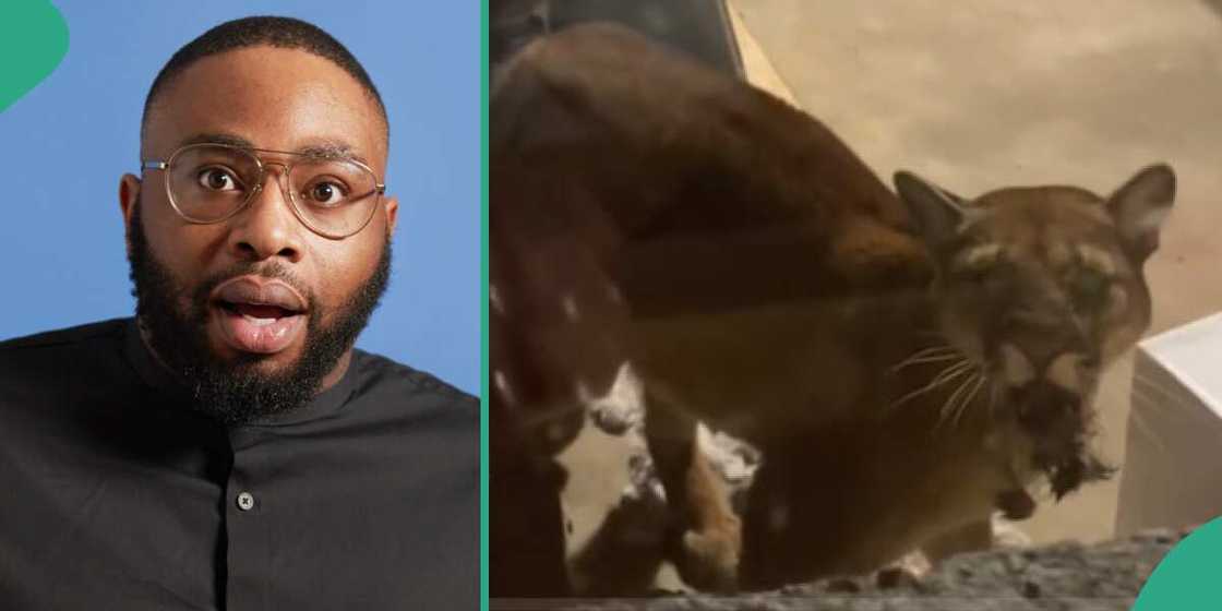 Photo of man and tiger Photo of man and tiger