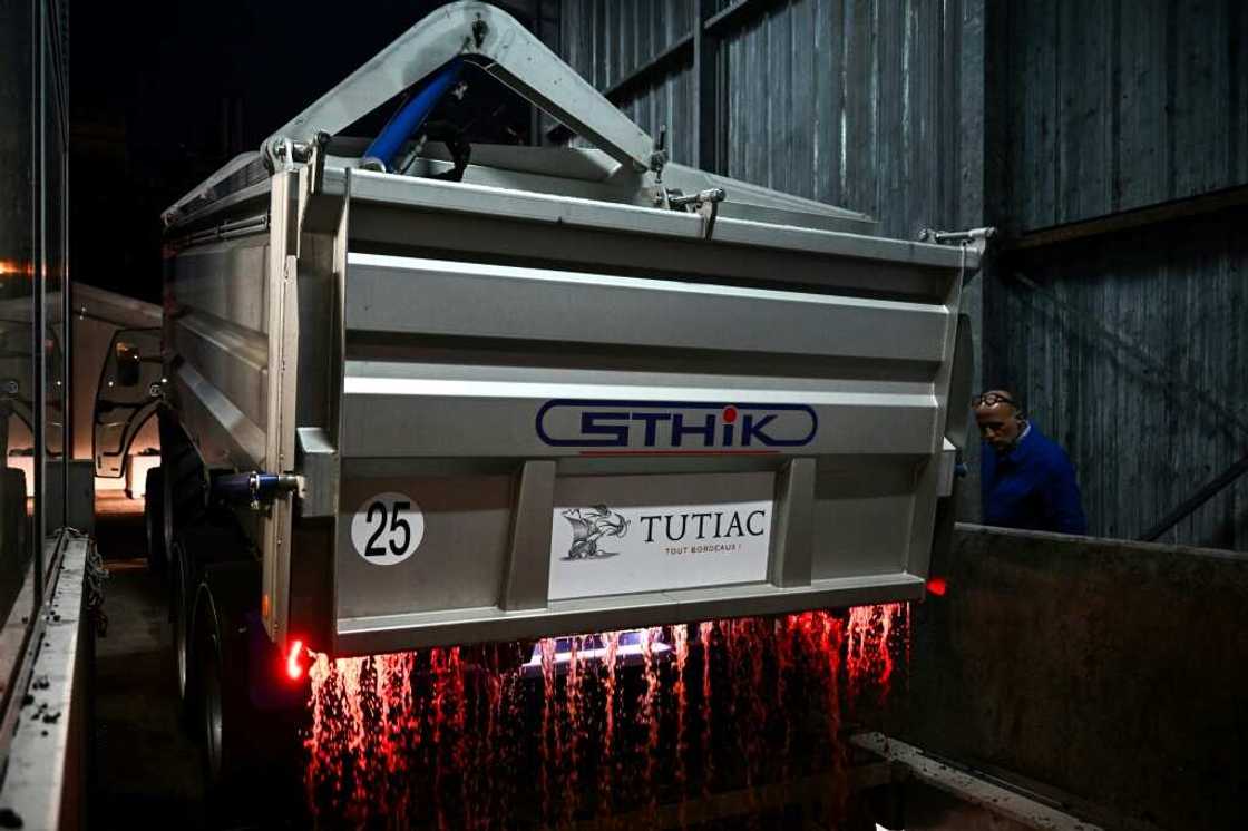 Harvesting when it is cooler also ensures a better quality wine and saves on refrigeration costs Harvesting when it is cooler also ensures a better quality wine and saves on refrigeration costs