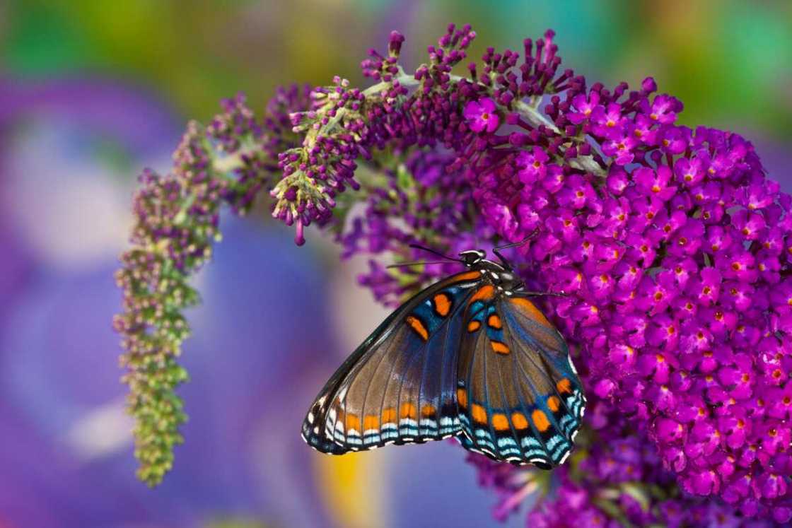 Red-spotted purple butterfly Red-spotted purple butterfly