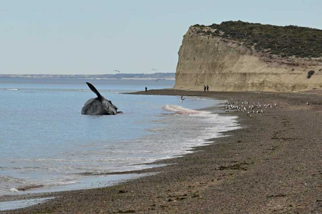 At least 13 dead southern right whales have appeared on the coast of the Golfo Nuevo and Peninsula Valdez sanctuary, in Chile's northern Patagonia At least 13 dead southern right whales have appeared on the coast of the Golfo Nuevo and Peninsula Valdez sanctuary, in Chile's northern Patagonia