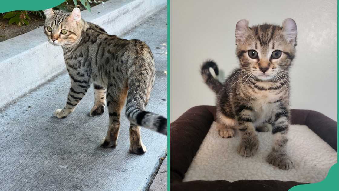 A highlander cat walking along the road (L). A highlander kitten on its bed (R)