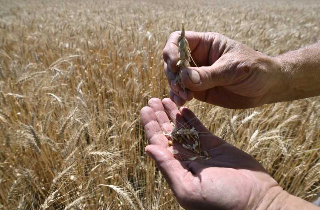 Up to 25 million tonnes of grain are stuck in Ukrainian ports, driving up global prices and threatening million with starvation Up to 25 million tonnes of grain are stuck in Ukrainian ports, driving up global prices and threatening million with starvation