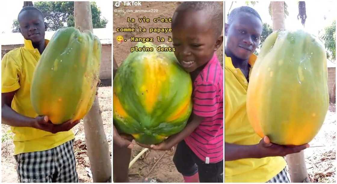 Photos of man and kid clutching giant pawpaw.