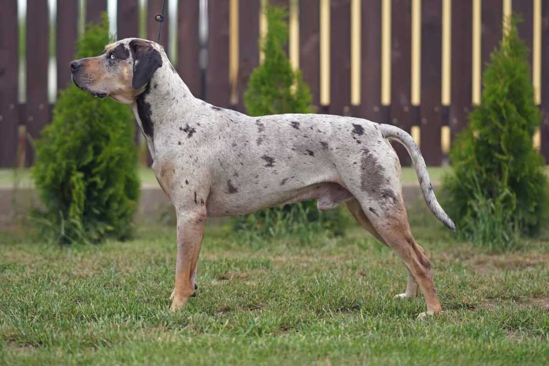 Catahoula Leopard Dog posing outdoors Catahoula Leopard Dog posing outdoors