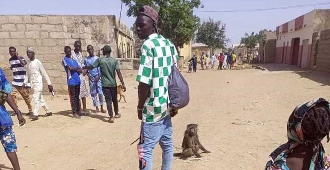 Monkey in Kano during election