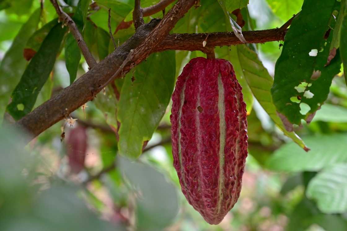 Ecuador, which is considered the home of cocoa, is the world's biggest exporter of the fine falvor variety prized by chocolate makers worldwide Ecuador, which is considered the home of cocoa, is the world's biggest exporter of the fine falvor variety prized by chocolate makers worldwide
