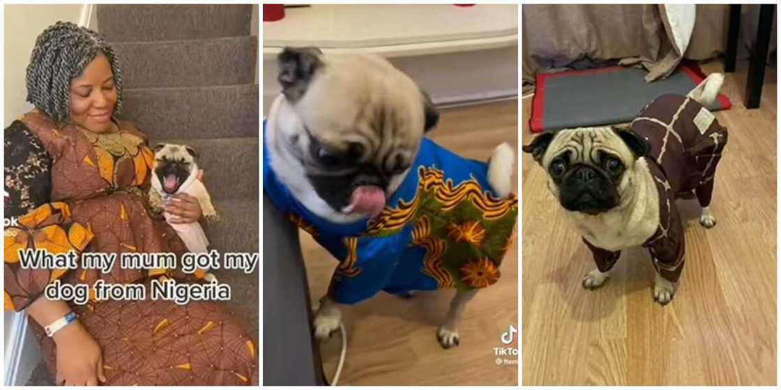 Photos of a woman with a dog in ankara outfits. Photos of a woman with a dog in ankara outfits.
