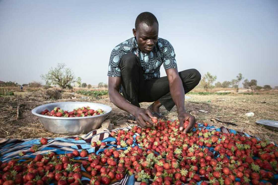 Burkina strawberries are considered 'red gold' in the Sahel Burkina strawberries are considered 'red gold' in the Sahel