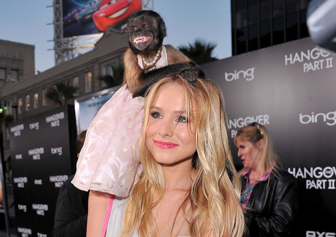 Crystal seated on actress Kristen Bell's shoulder Crystal seated on actress Kristen Bell's shoulder