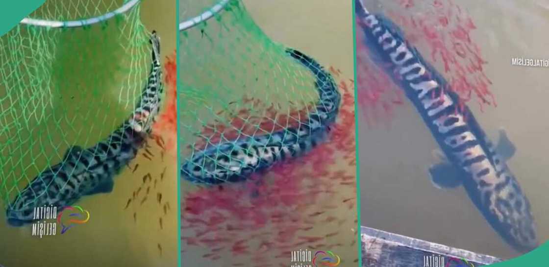 A snakefish released back into the waters. A snakefish released back into the waters.
