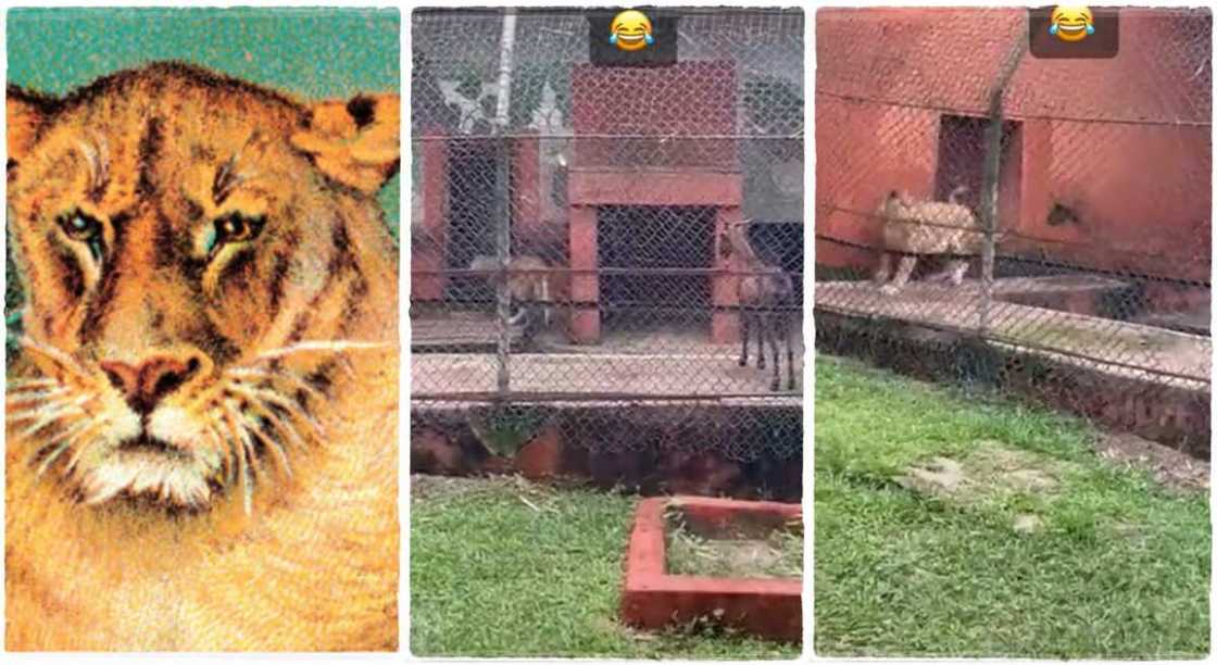 Photos of a lion running from a goat. Photos of a lion running from a goat.