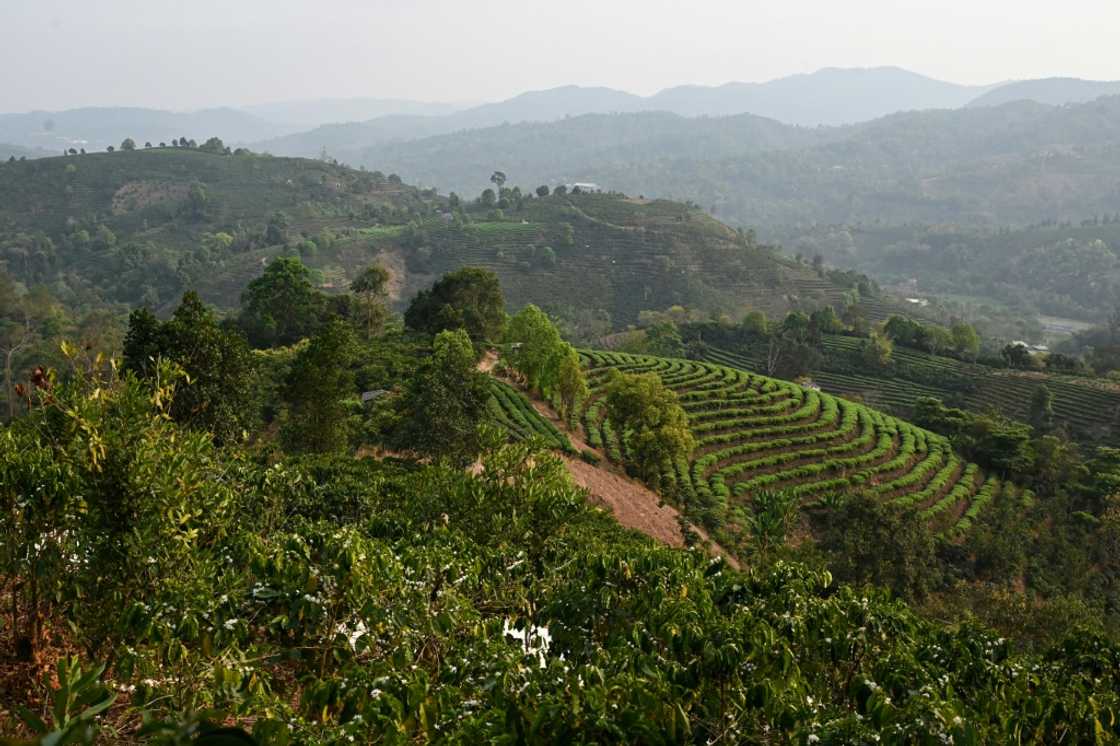 Coffee plants in the foreground and rows of tea plants (C) at the Tianyuzhuang coffee plantation in Pu’er, in China’s southwest Yunnan province Coffee plants in the foreground and rows of tea plants (C) at the Tianyuzhuang coffee plantation in Pu’er, in China’s southwest Yunnan province