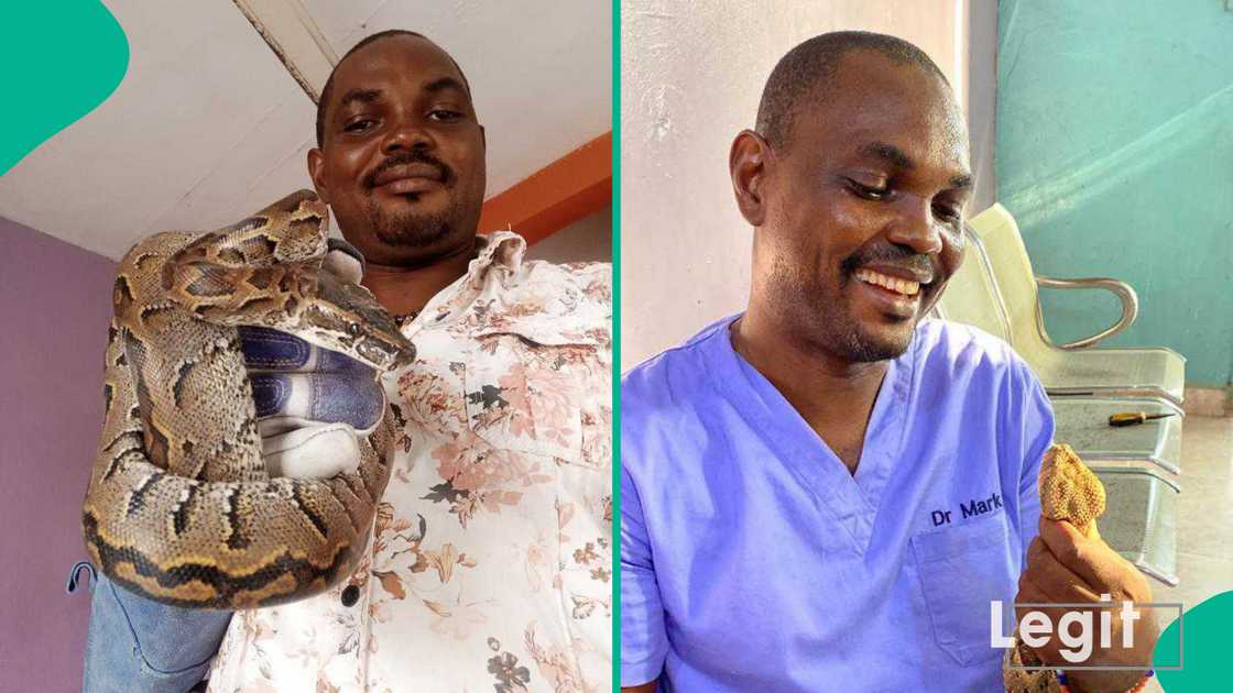 Snake expert Dr Mark Ofua responds to rumors that snakes are attracted to music