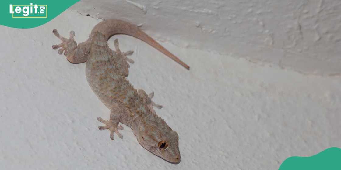 Hanyoyin da za ku kori Tsaka daga gidajenku Hanyoyin da za ku kori Tsaka daga gidajenku