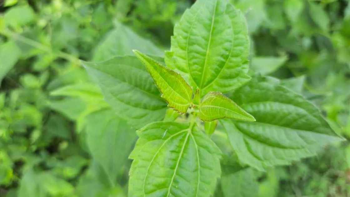A Chromolaena odorata plant