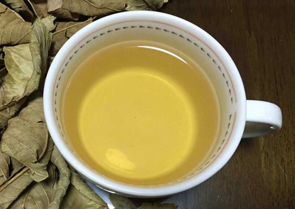 Guava tea made from dry leaves Guava tea made from dry leaves