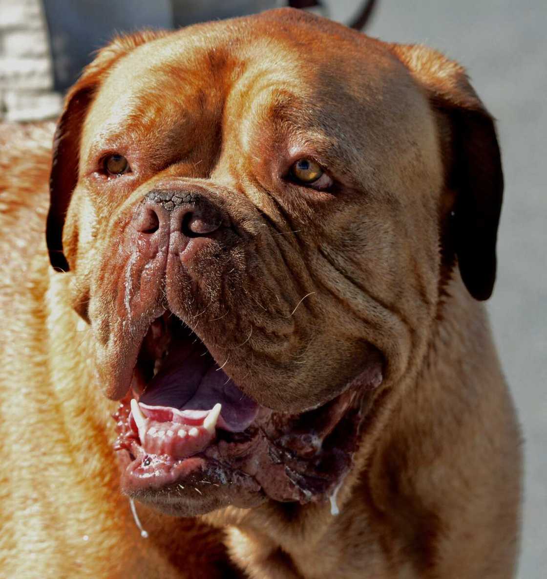 French Mastiff French Mastiff