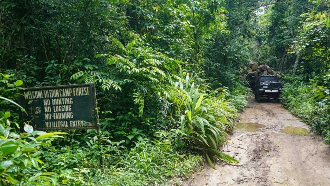 Africa's rainforests suck up billions of tonnes of climate-heating carbon Africa's rainforests suck up billions of tonnes of climate-heating carbon