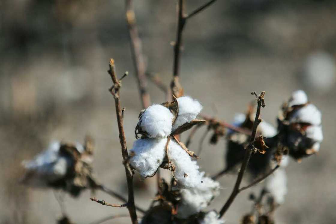Texas produces almost half of America's cotton, and the United States is the world's third largest supplier, behind India and China. This year, national production will hit its lowest level since 2015, down 21 percent year-on-year, and Texas will suffer a 58 percent drop Texas produces almost half of America's cotton, and the United States is the world's third largest supplier, behind India and China. This year, national production will hit its lowest level since 2015, down 21 percent year-on-year, and Texas will suffer a 58 percent drop