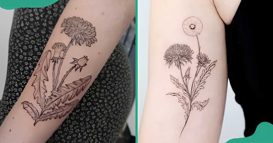 Dandelion tattoo designs with more than one flower. Dandelion tattoo designs with more than one flower.