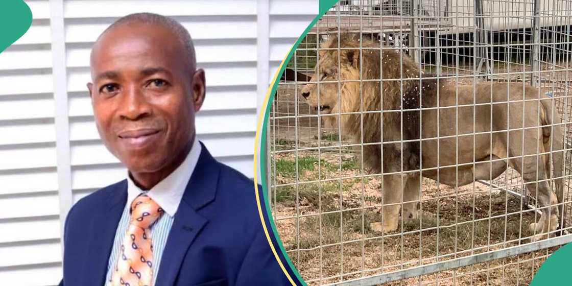 Hunters kill lion responsible for OAU zookeeper's death Hunters kill lion responsible for OAU zookeeper's death
