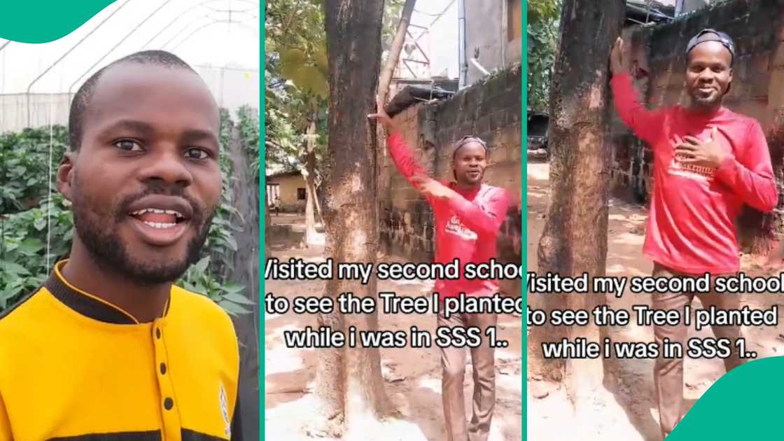 Man visits his school, finds tree he planted years ago. Man visits his school, finds tree he planted years ago.