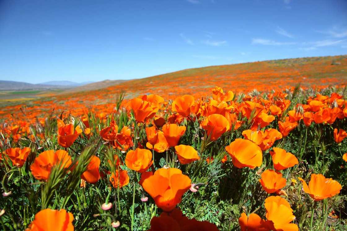 Super Bloom of Orange California Poppies