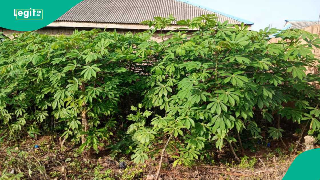 Ademola Adedokun often tend to his farm in Iwoye Ota, Ogun State, where he grows cocoyam, cassava, pawpaw, and vegetables. Ademola Adedokun often tend to his farm in Iwoye Ota, Ogun State, where he grows cocoyam, cassava, pawpaw, and vegetables.