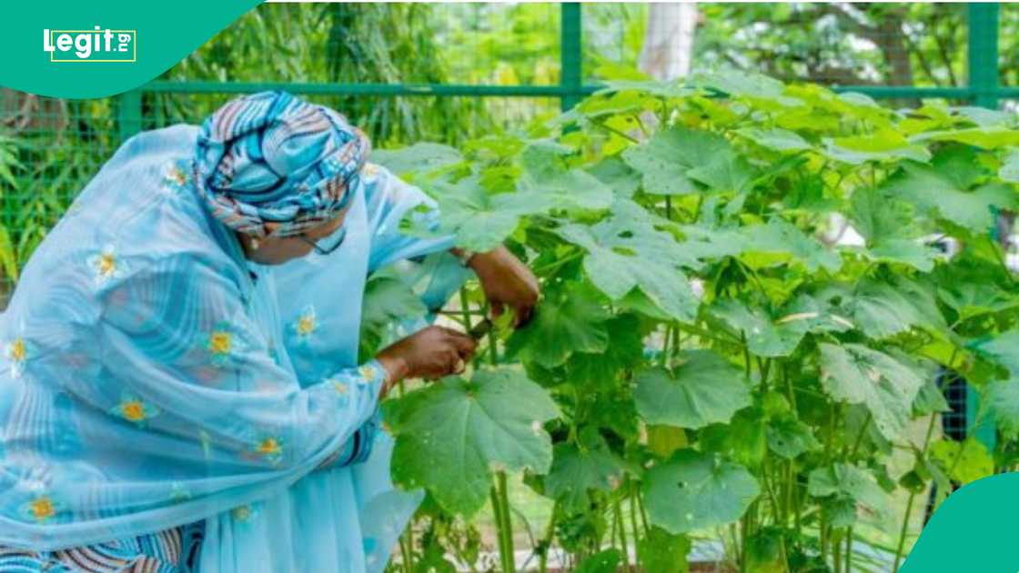 Sanata Remi Tinubu a cikin gona