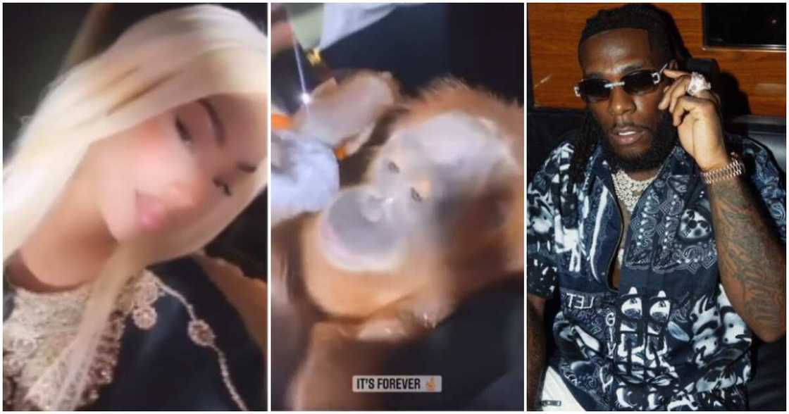 Stefflon Don and monkey, Burna Boy. Stefflon Don and monkey, Burna Boy.