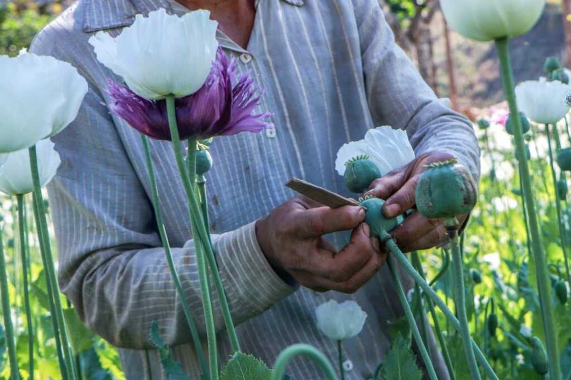 Myanmar became the world's biggest opium producer in 2023, overtaking Afghanistan after the Taliban government launched a crackdown on the crop there