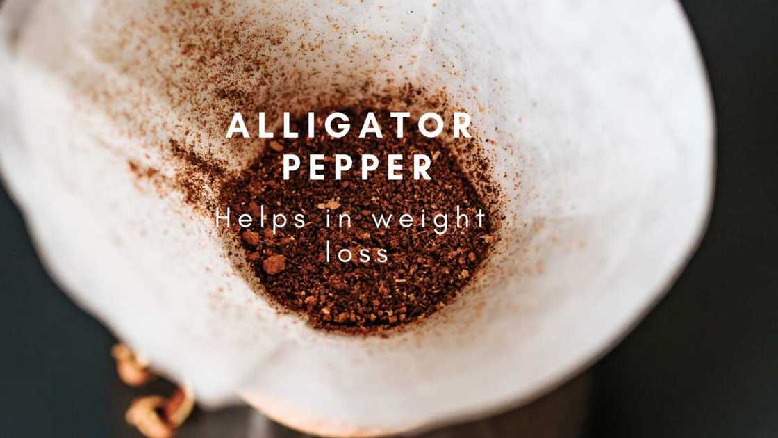What are the benefits of alligator pepper