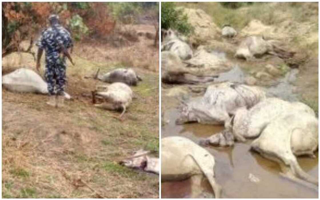 ‘Yan bindiga sun kai hari Filato: Sun kasha shanu 81, sun sace 32 ‘Yan bindiga sun kai hari Filato: Sun kasha shanu 81, sun sace 32