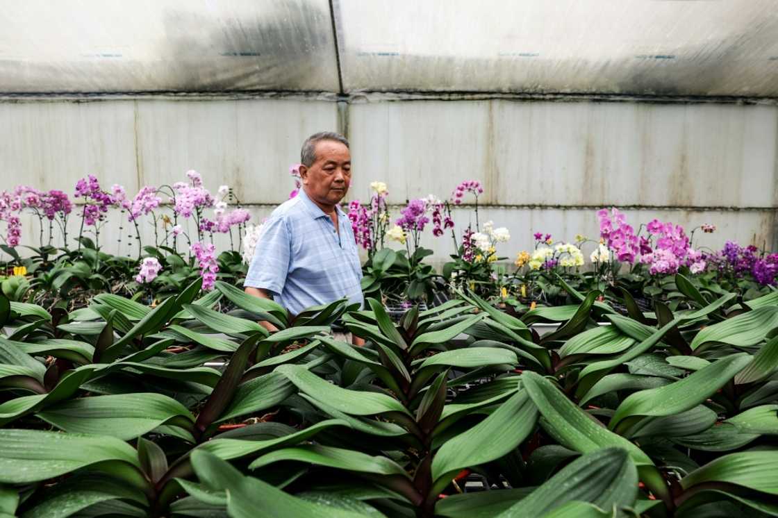 Orchid grower Lee Tsang-yu is optimistic his efforts to expand into other markets will gradually offset the impact of tariffs and reduced shipments to the United States Orchid grower Lee Tsang-yu is optimistic his efforts to expand into other markets will gradually offset the impact of tariffs and reduced shipments to the United States