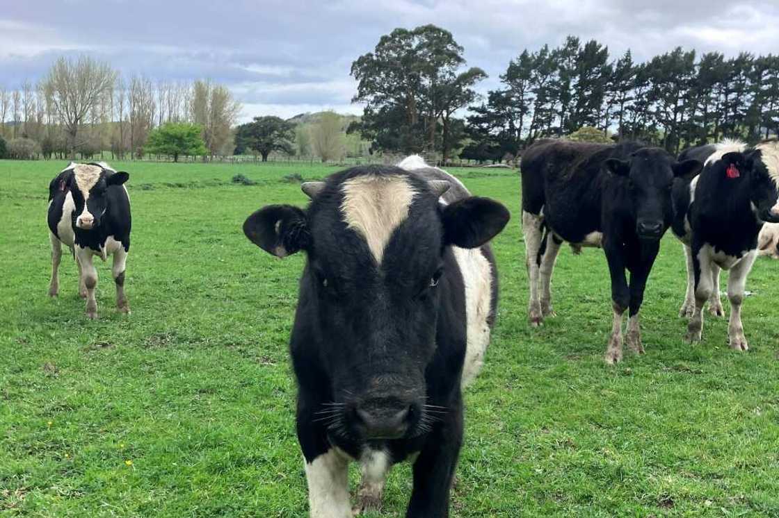 New Zealand's government has targeted livestock as it drives towards a target of net-zero greenhouse gas emissions by 2050