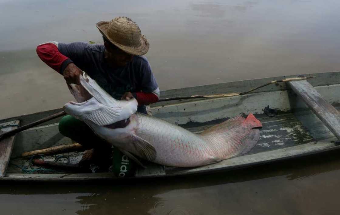 A fisherman tends to a large pirarucu fish that he caught in a reserve in Amazonas State, Brazil in October 2019 A fisherman tends to a large pirarucu fish that he caught in a reserve in Amazonas State, Brazil in October 2019