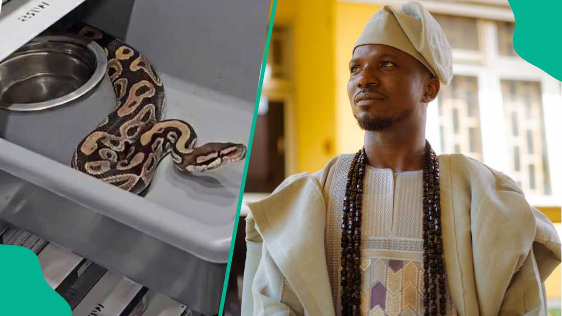 Snake expert shares 3 steps to catch a snake harmlessly in your house or room