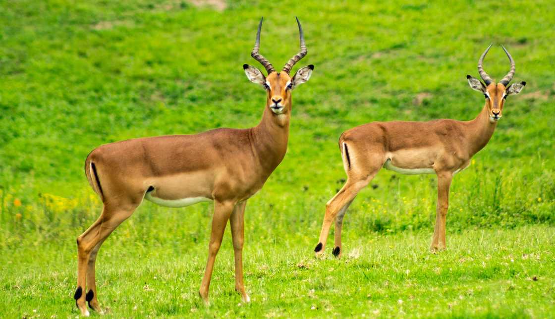 Two brown deer are spotted on a lush green field