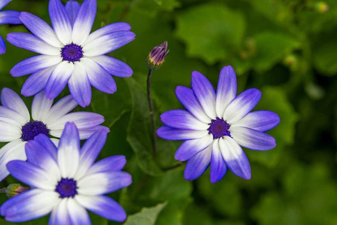 Delicate small flowers of cineraria plant growing in a garden Delicate small flowers of cineraria plant growing in a garden