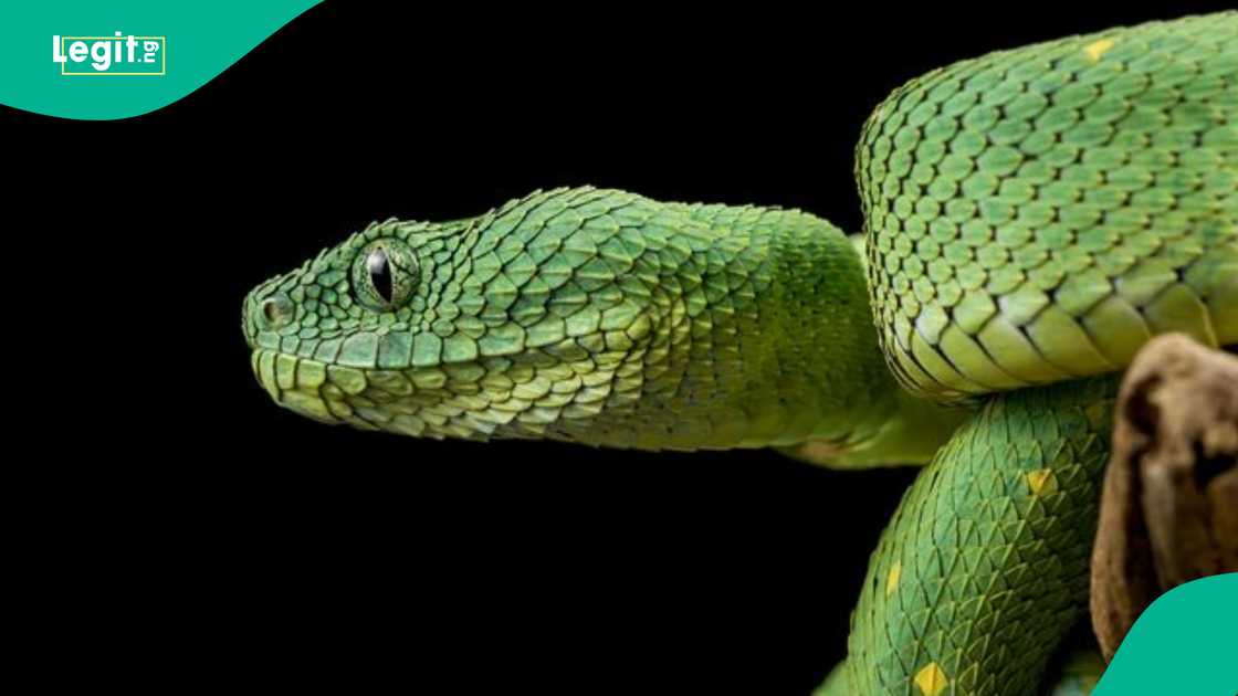 Atheris squamigera, a venomous bush viper native to West and Central Africa, resting on a branch.