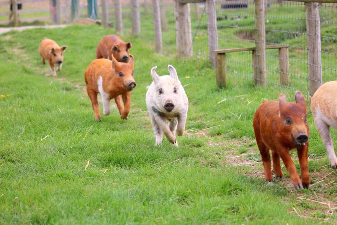 Funny names for pigs Funny names for pigs