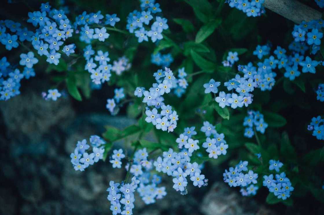 Forget-me-not means true love Forget-me-not means true love