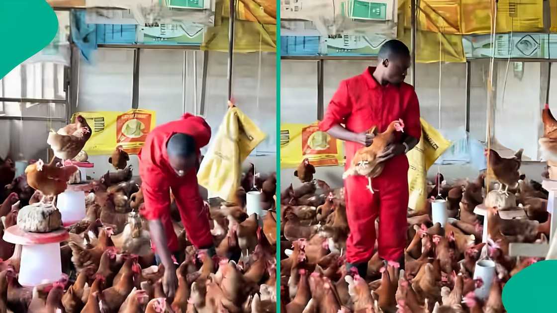 Man quits banking to pursue poultry, now makes millions monthly
