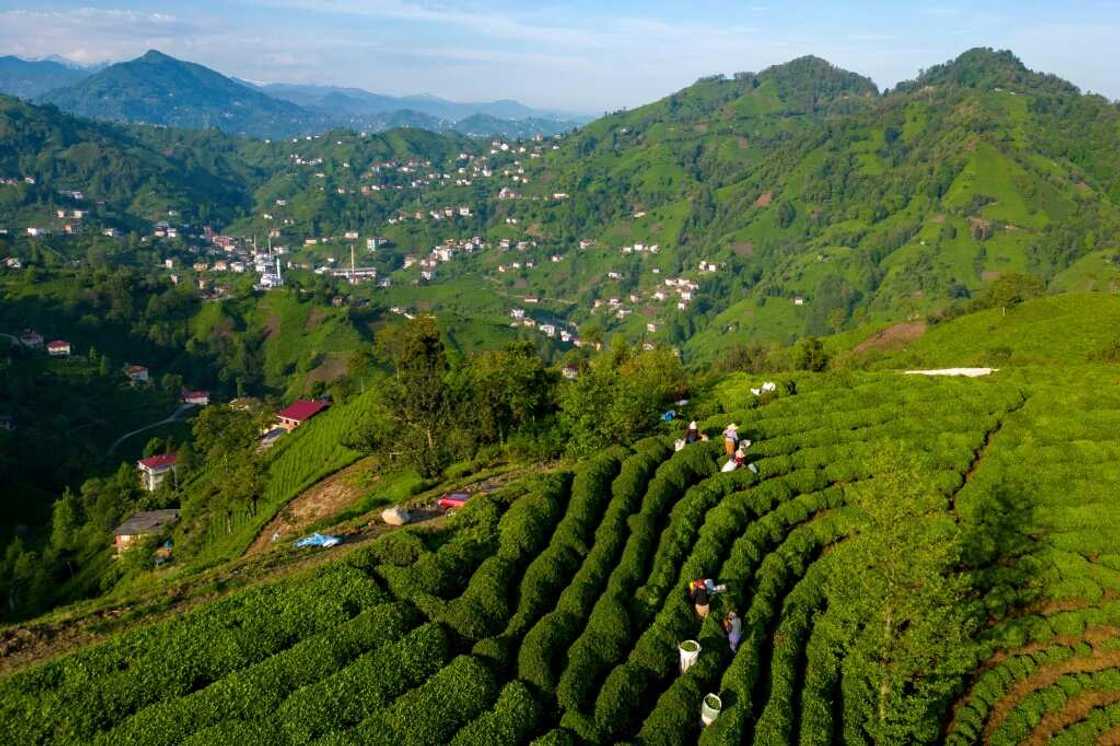 Deaths and accidents have sent fear through the deep green mountainsides where all farmable land is given over to tea