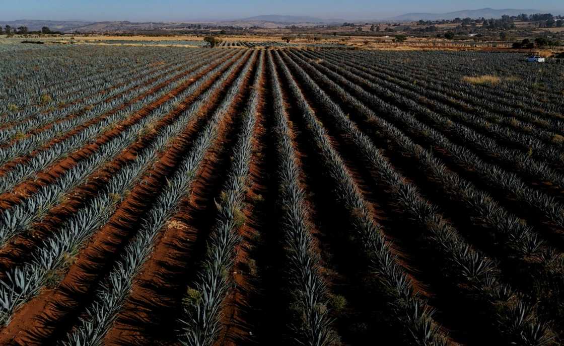 An agave plantation seen from above An agave plantation seen from above