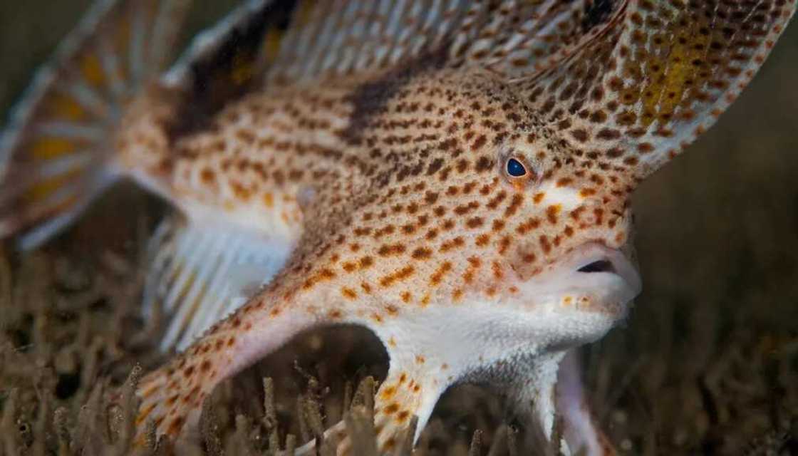 Les Poissons les plus moches du monde : attention les yeux