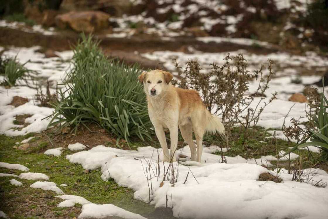 Chien d'Afrique Chien d'Afrique