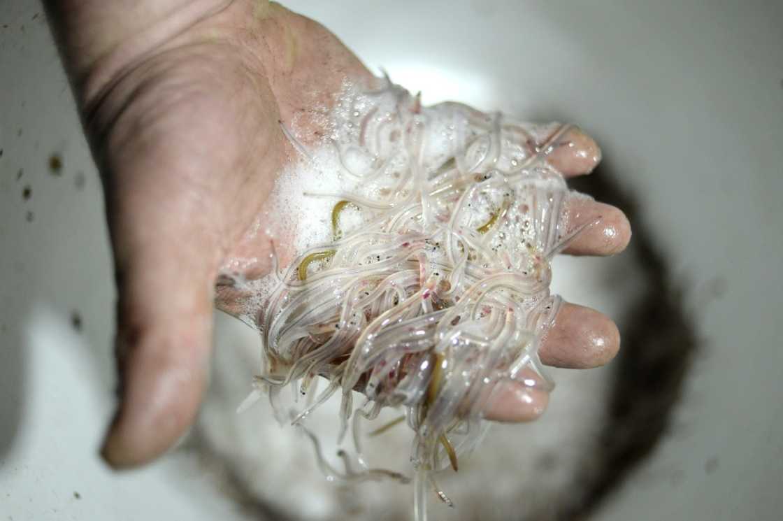 Mickael Vallee, a professional fisherman, holds glass eels he fished on March 18, 2015 in Cordemais, western France Mickael Vallee, a professional fisherman, holds glass eels he fished on March 18, 2015 in Cordemais, western France