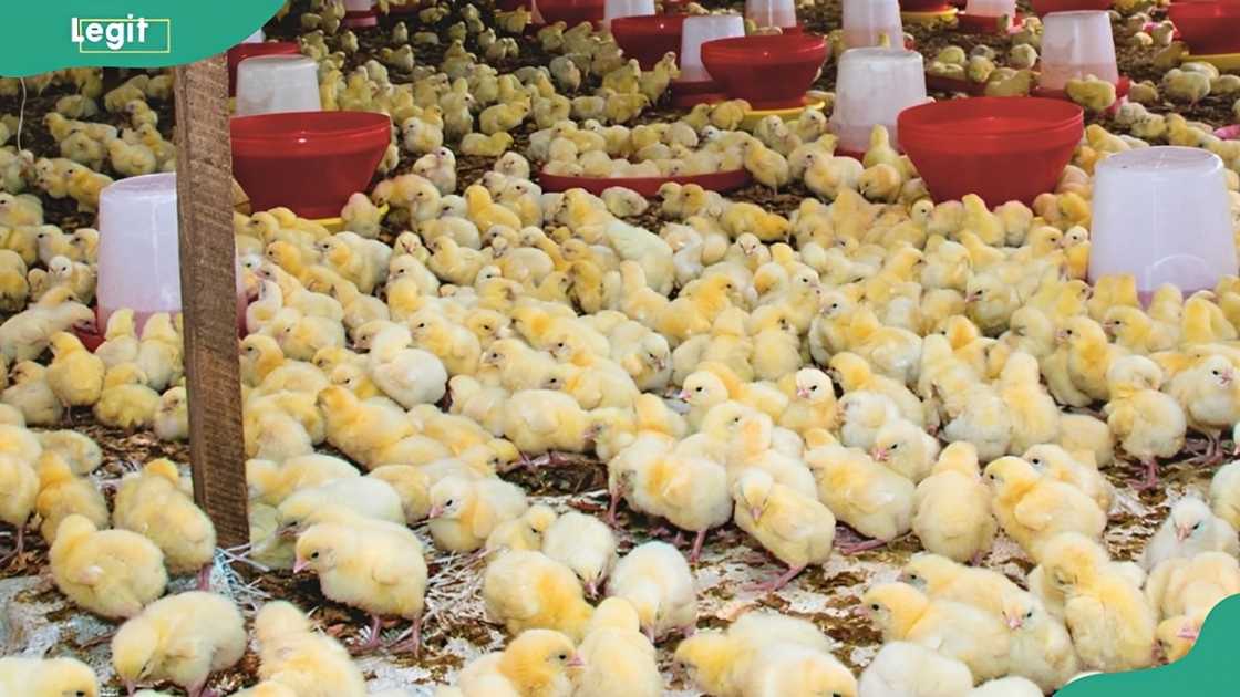 Obasanjo chicken farm in Nigeria Obasanjo chicken farm in Nigeria