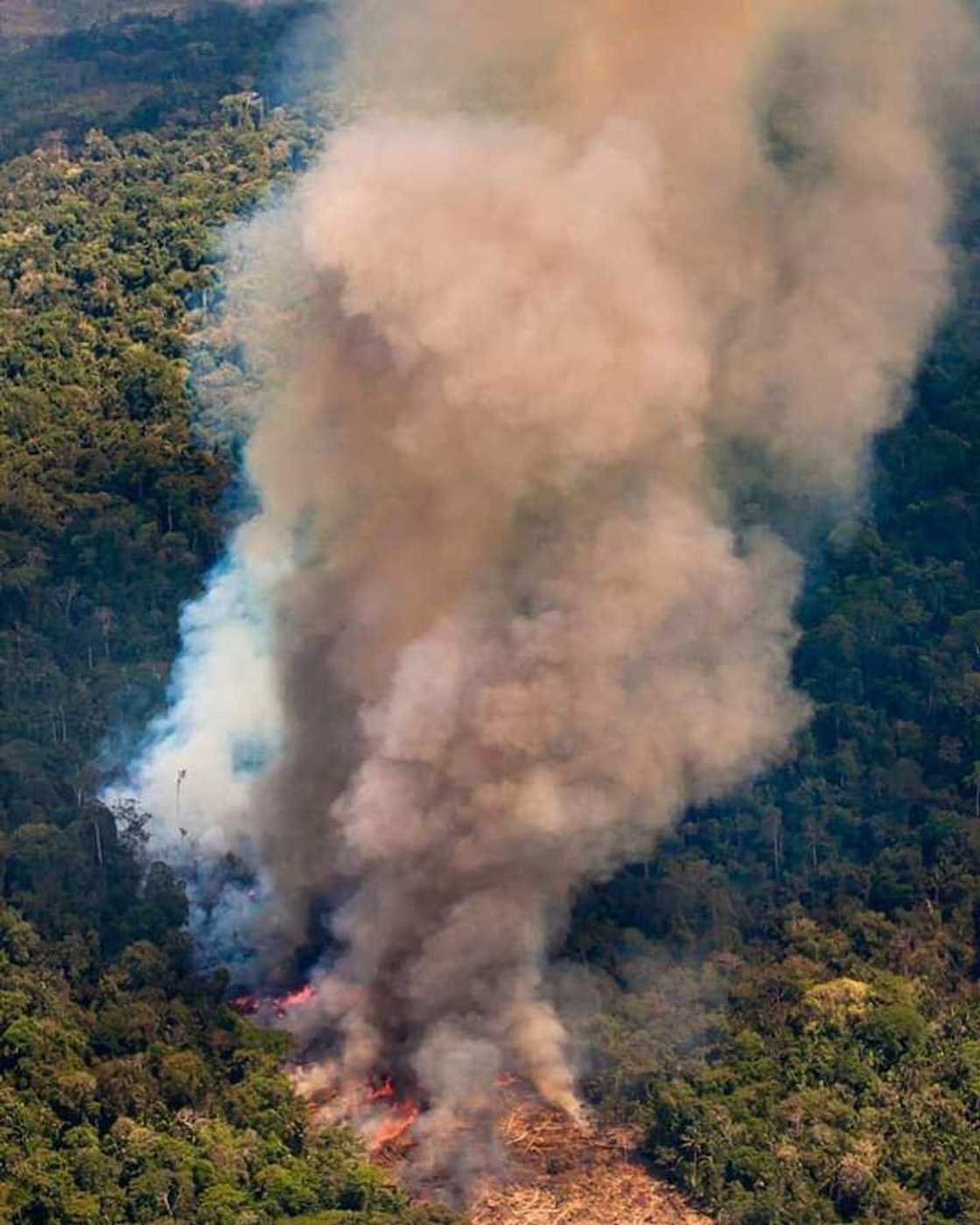 amazon rainforest trees